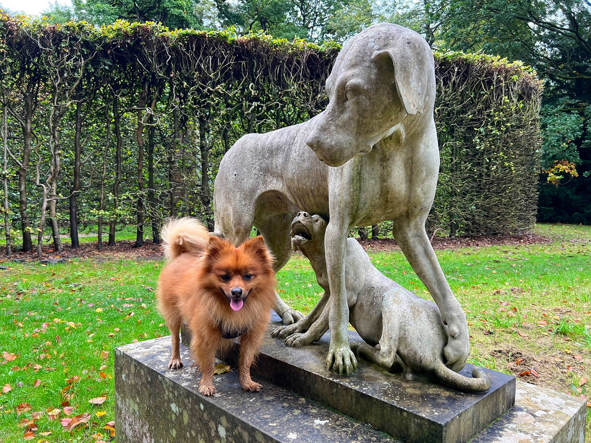 Panda is registered to the contest to win money with this photo: art, canidae, carnivore, companion_dog, dog, dog_breed, fawn, grass, green, mammal, plant, sculpture, spitz, sporting_group, statue, tail, terrestrial_animal, tree, vertebrate, wildlife