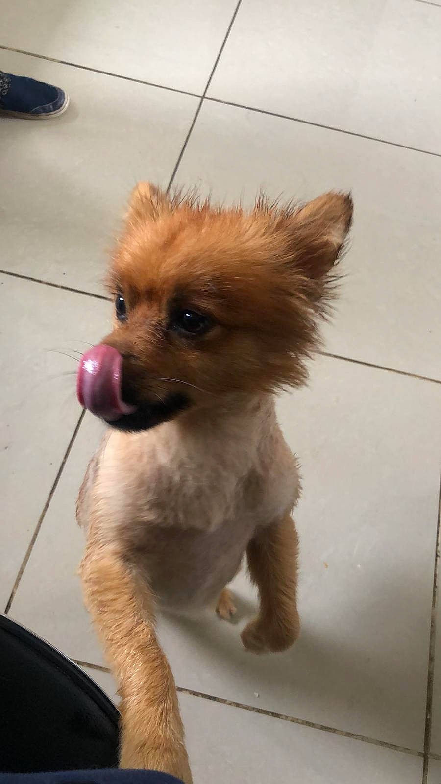 Panda is registered to the contest to win money with this photo: ancient_dog_breeds, canidae, carnivore, companion_dog, dog, dog_breed, fawn, flooring, fur, liver, non_sporting_group, puppy, snout, sporting_group, tile_flooring, tire, toy_dog, whiskers, working_animal