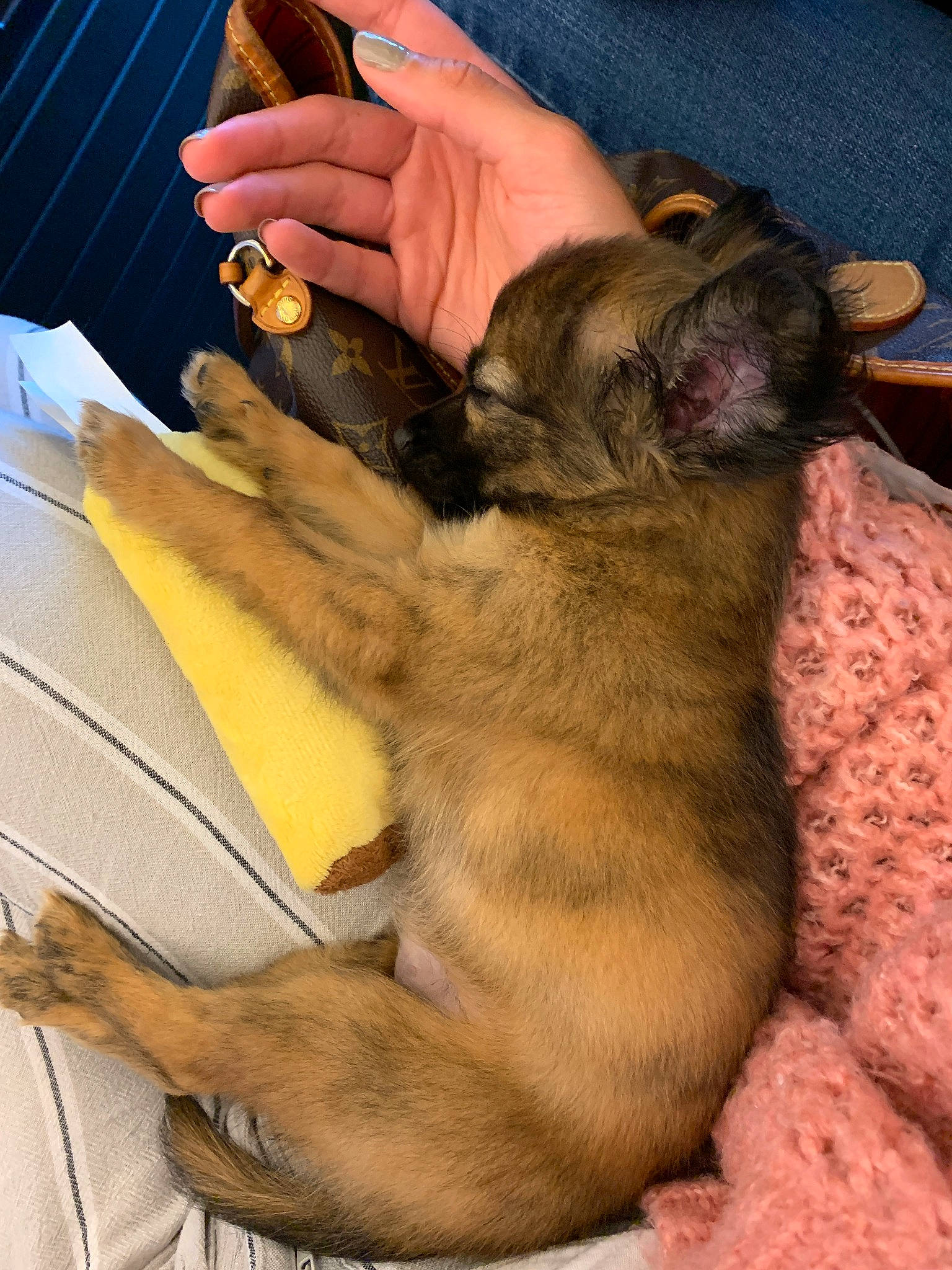 Mila a rejoint le concours — aidez-le/la à gagner de superbes lots ! canidae, carnivore, dog, dog_breed, fawn, puppy, snout