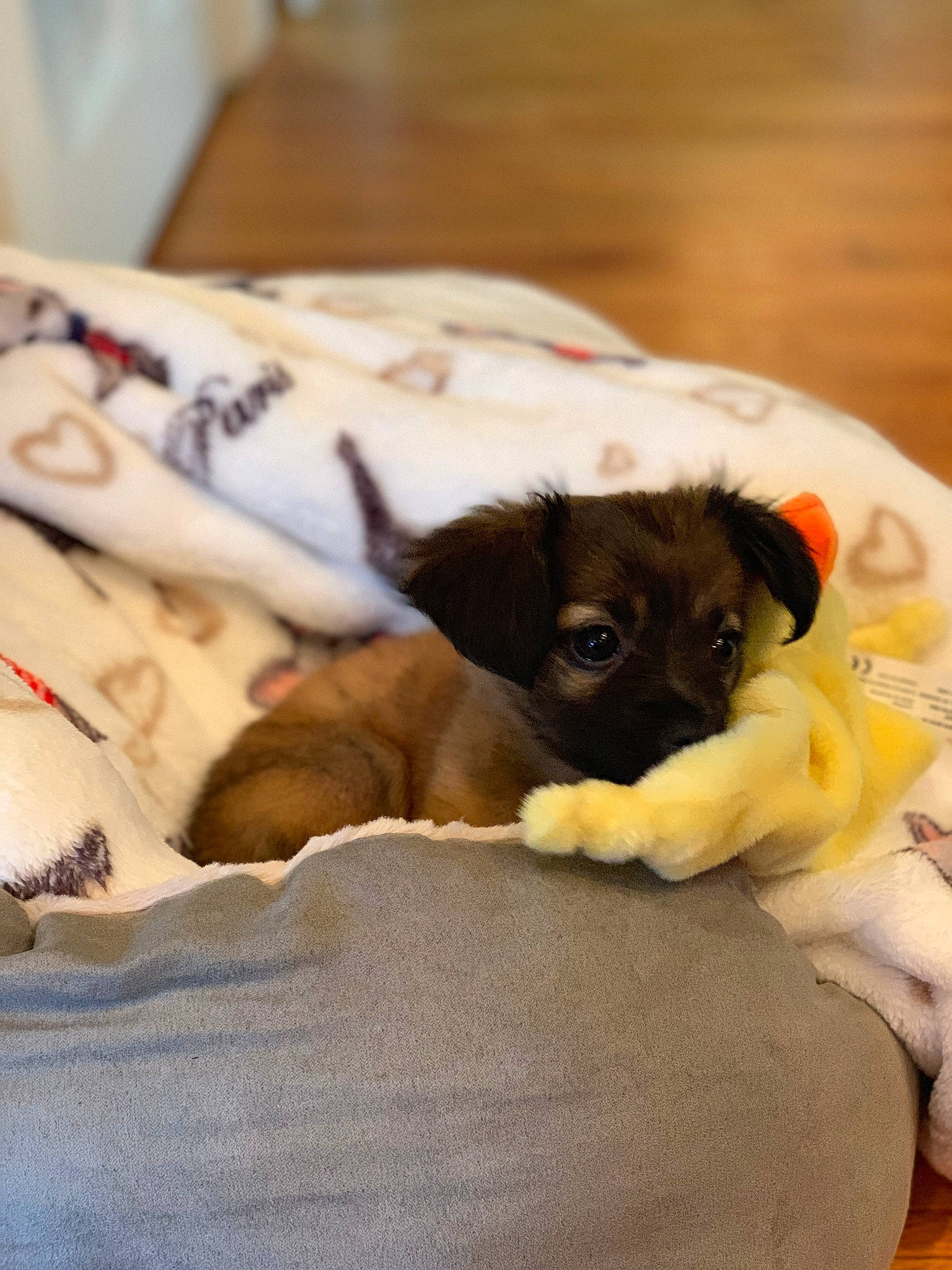 Mila a rejoint le concours — aidez-le/la à gagner de superbes lots ! canidae, carnivore, companion_dog, dog, dog_breed, fawn, mammal, puppy, puppy_love, sporting_group, vertebrate