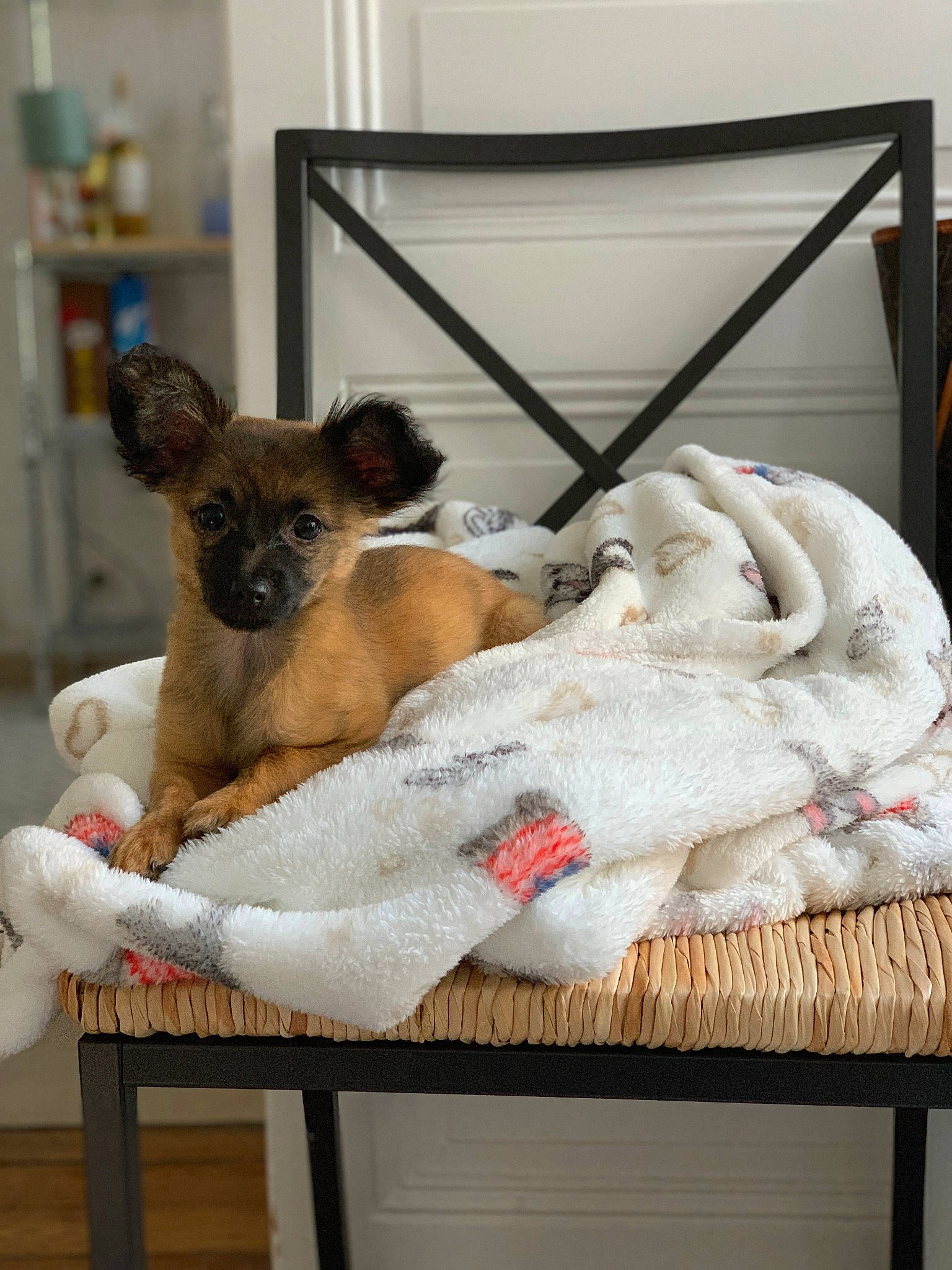 Mila participe au concours pour gagner de l'argent avec cette photo : bed, canidae, carnivore, companion_dog, dog, dog_bed, dog_breed, fawn, furniture, toy_dog
