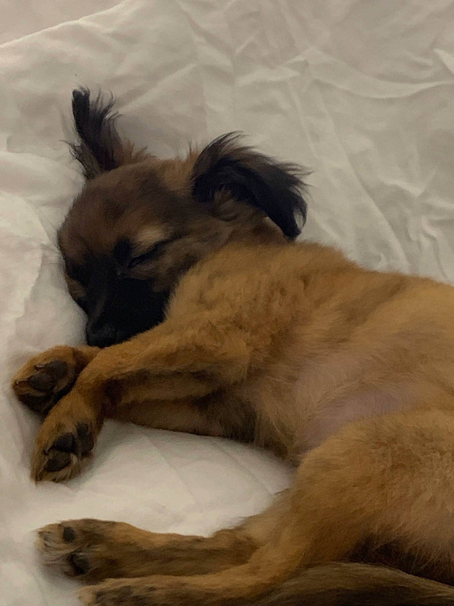 Mila a rejoint le concours — aidez-le/la à gagner de superbes lots ! canidae, carnivore, companion_dog, dog, dog_breed, fawn, mammal, nap, puppy, sporting_group, tibetan_spaniel