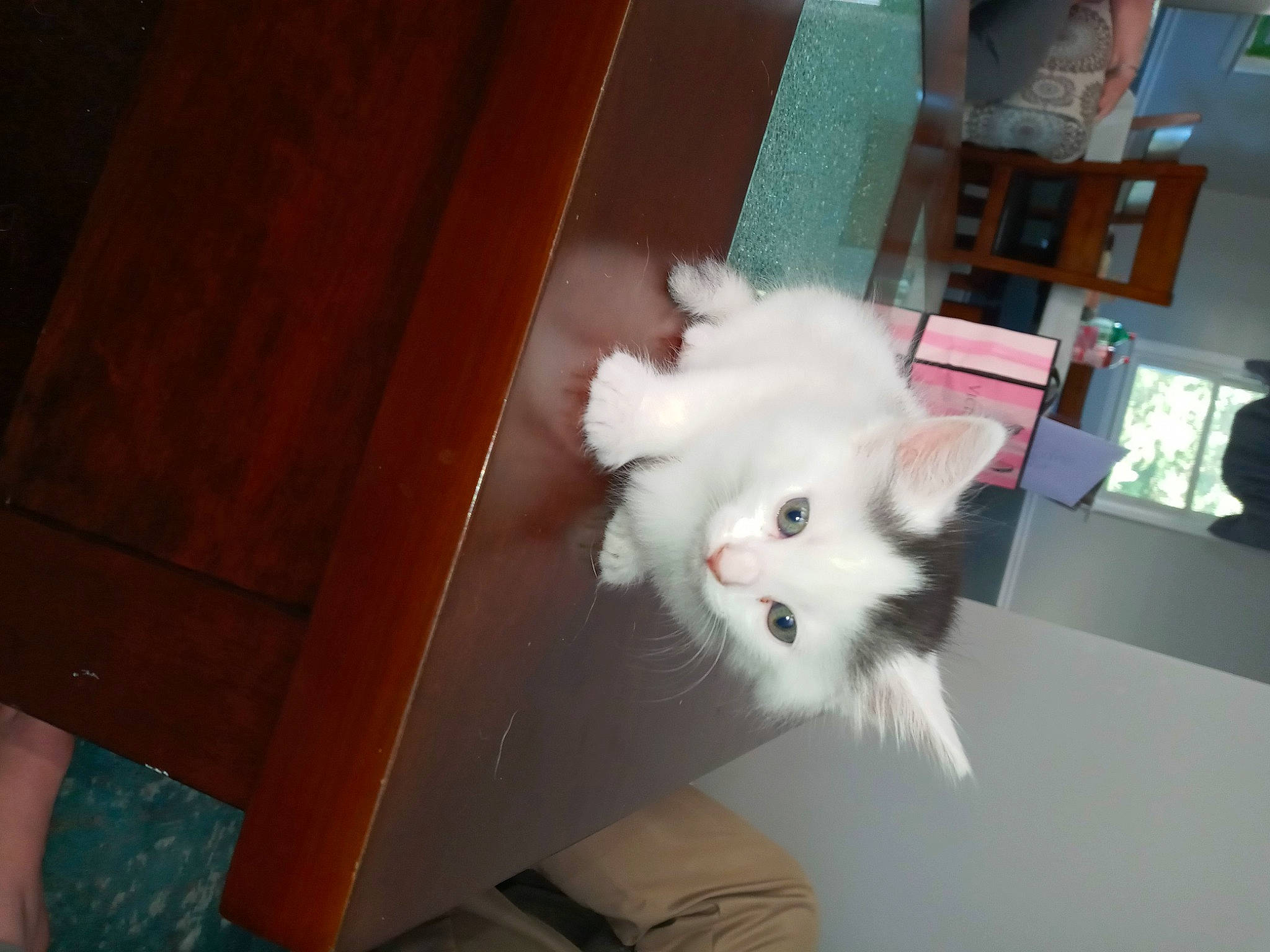 Gidget joined the competition — help win amazing prizes! carnivore, cat, domestic_short_haired_cat, felidae, flooring, fur, hardwood, paw, room, small_to_medium_sized_cats, tail, varnish, whiskers, wood, wood_stain