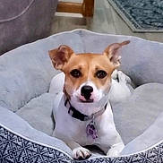 Mellie is registered to the contest to win money with this photo: dog, pet, dog_bed, indoor, carpet, toy, furniture, home, living_room, animal, resting, tan_and_white, collar, cute, cozy, floor, patterned, plush_toy, relaxed, looking_at_camera