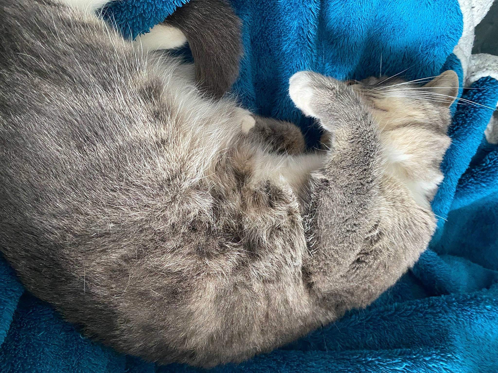 Papaye participe au concours pour gagner de l'argent avec cette photo : azure, blue, carnivore, cat, claw, close_up, comfort, domestic_short_haired_cat, electric_blue, felidae, fur, gesture, grey, human_leg, leg, paw, small_to_medium_sized_cats, snout, tail, whiskers