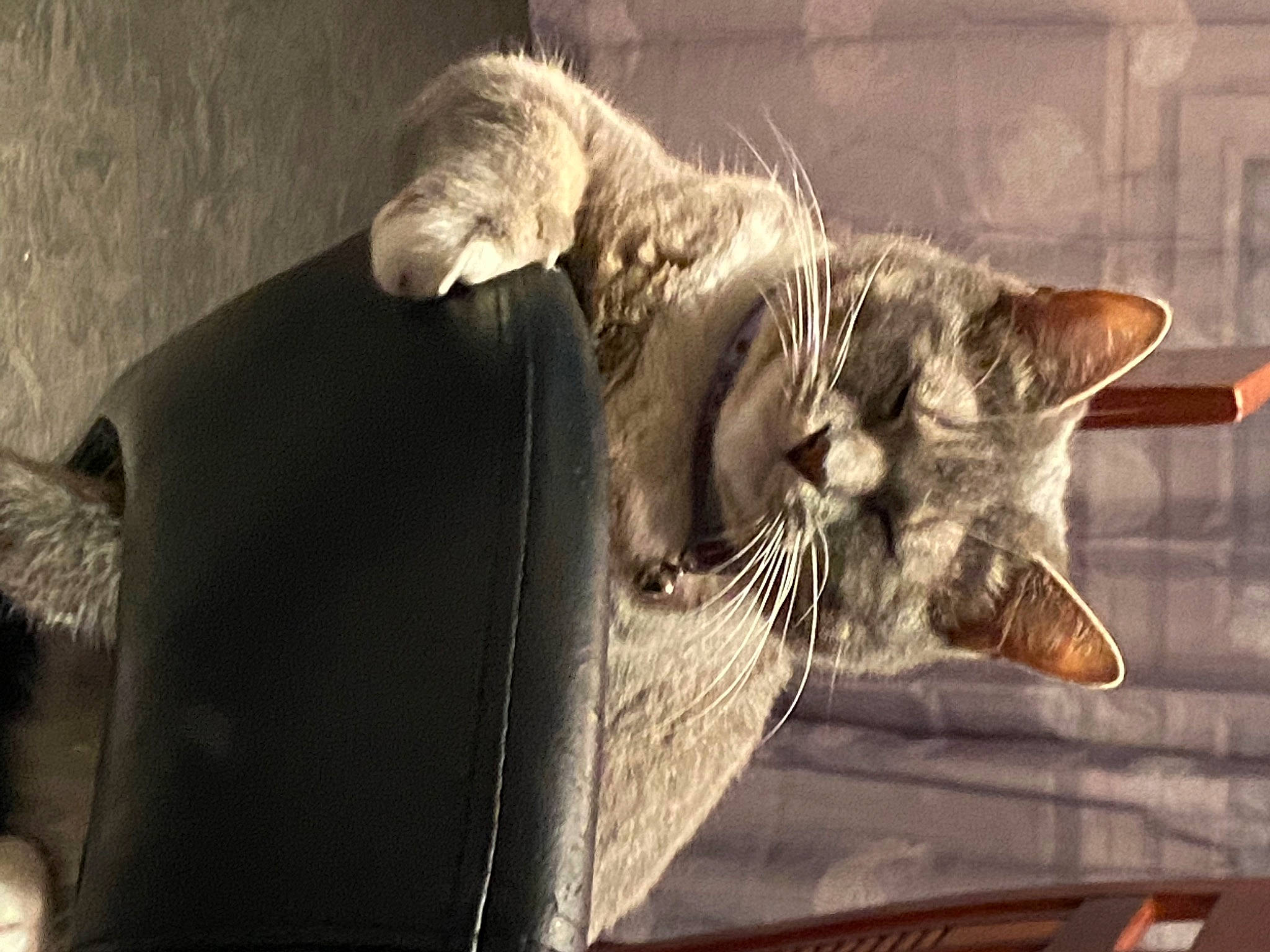 Papaye participe au concours pour gagner de l'argent avec cette photo : carnivore, cat, claw, comfort, domestic_short_haired_cat, ear, fang, felidae, fur, organism, paw, small_to_medium_sized_cats, snout, tail, terrestrial_animal, whiskers, wildlife, window