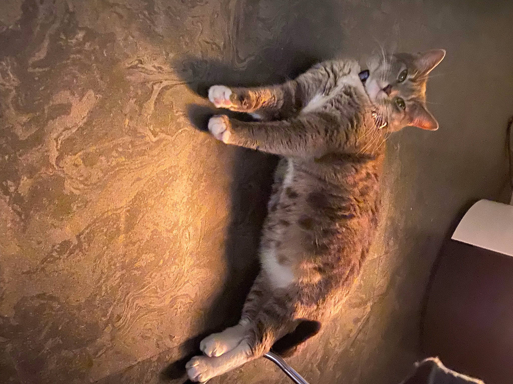 Papaye participe au concours pour gagner de l'argent avec cette photo : carnivore, cat, claw, comfort, darkness, domestic_short_haired_cat, door, fawn, felidae, fur, heat, organism, paw, shadow, small_to_medium_sized_cats, snout, tail, terrestrial_animal, whiskers, window