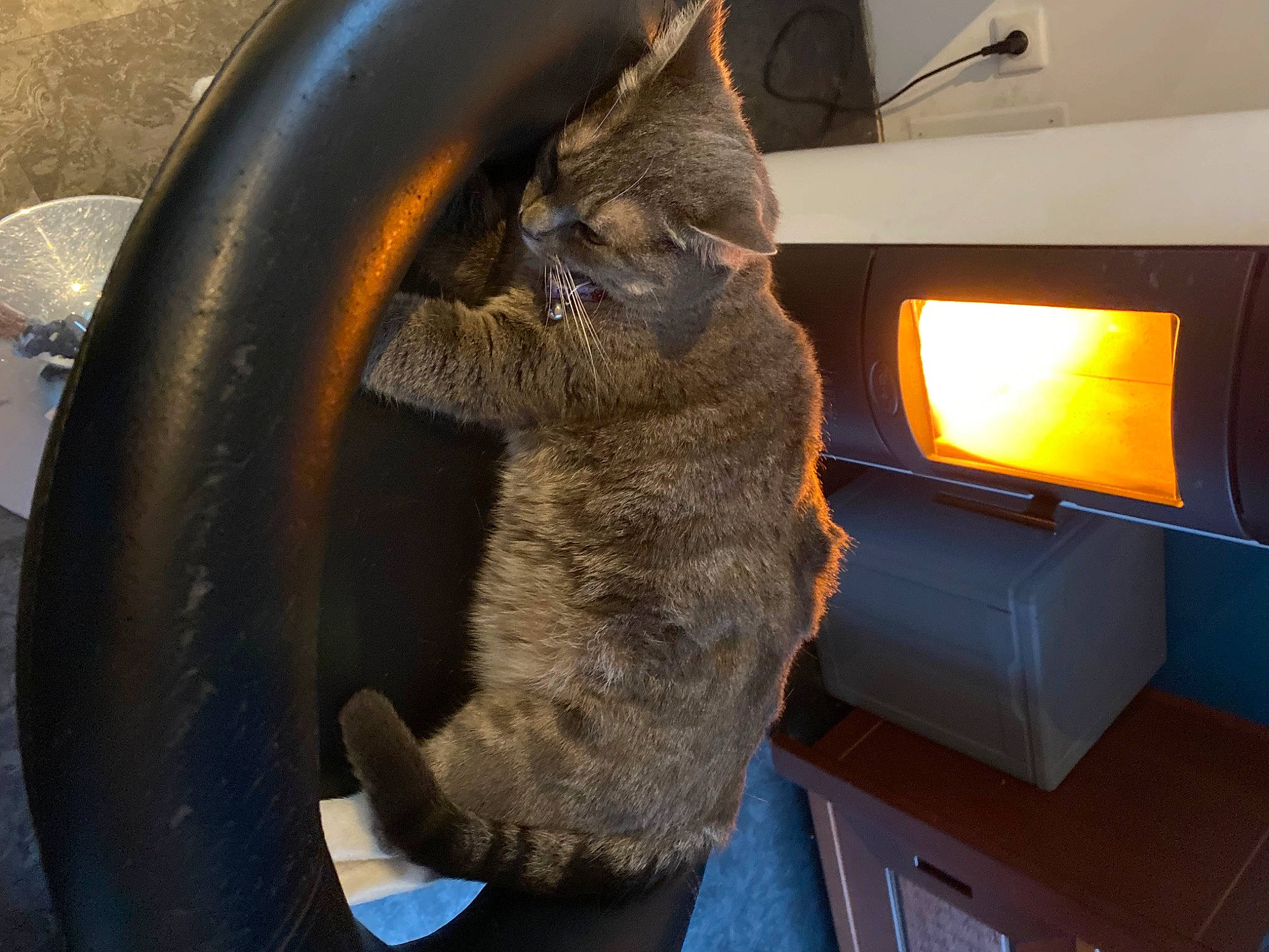 Papaye a rejoint le concours — aidez-le/la à gagner de superbes lots ! auto_part, automotive_tire, automotive_wheel_system, carnivore, cat, comfort, domestic_short_haired_cat, felidae, fur, metal, rim, room, small_to_medium_sized_cats, snout, tail, television, television_set, terrestrial_animal, whiskers, wood_burning_stove