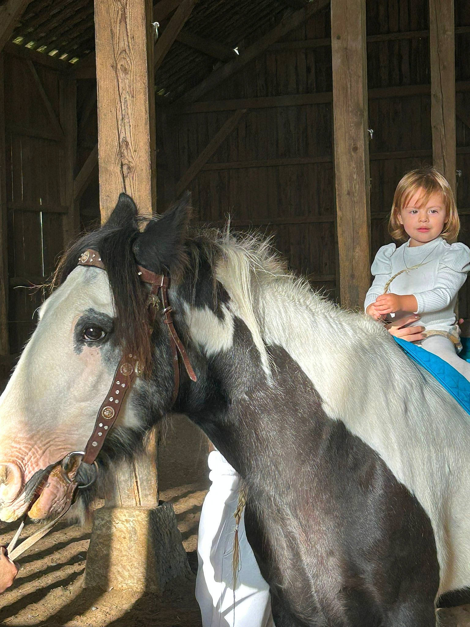 Luna Kamila participe au concours pour gagner de l'argent avec cette photo : bit, bridle, eye, hair, halter, head, horse, horse_supplies, horse_tack, landscape, liver, livestock, mane, mare, pack_animal, person, rein, snout, stable, toddler