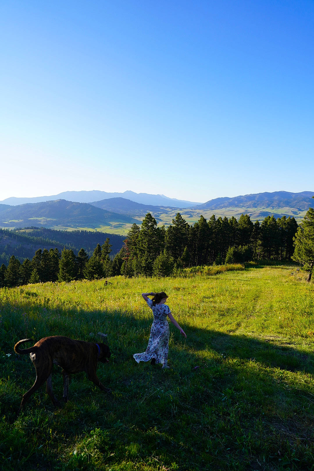 Roman is registered to the contest to win money with this photo: carnivore, dog, dog_breed, field, grass, grassland, hill, landscape, meadow, mountain, mountain_range, natural_landscape, pasture, people_in_nature, plain, plant, prairie, sky, tree, working_animal