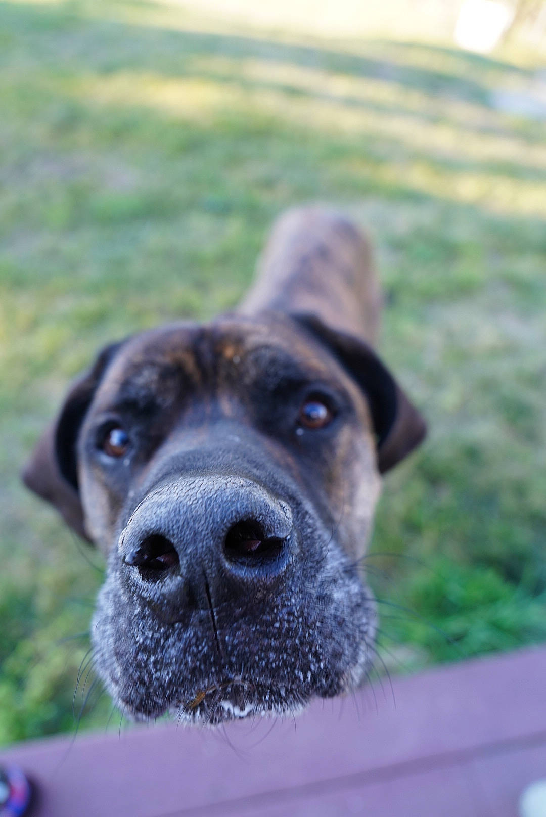 Roman is registered to the contest to win money with this photo: canidae, carnivore, collar, companion_dog, dog, dog_breed, electric_blue, eye, fawn, grass, guard_dog, non_sporting_group, plant, snout, sporting_group, terrestrial_animal, whiskers, window, working_animal, working_dog