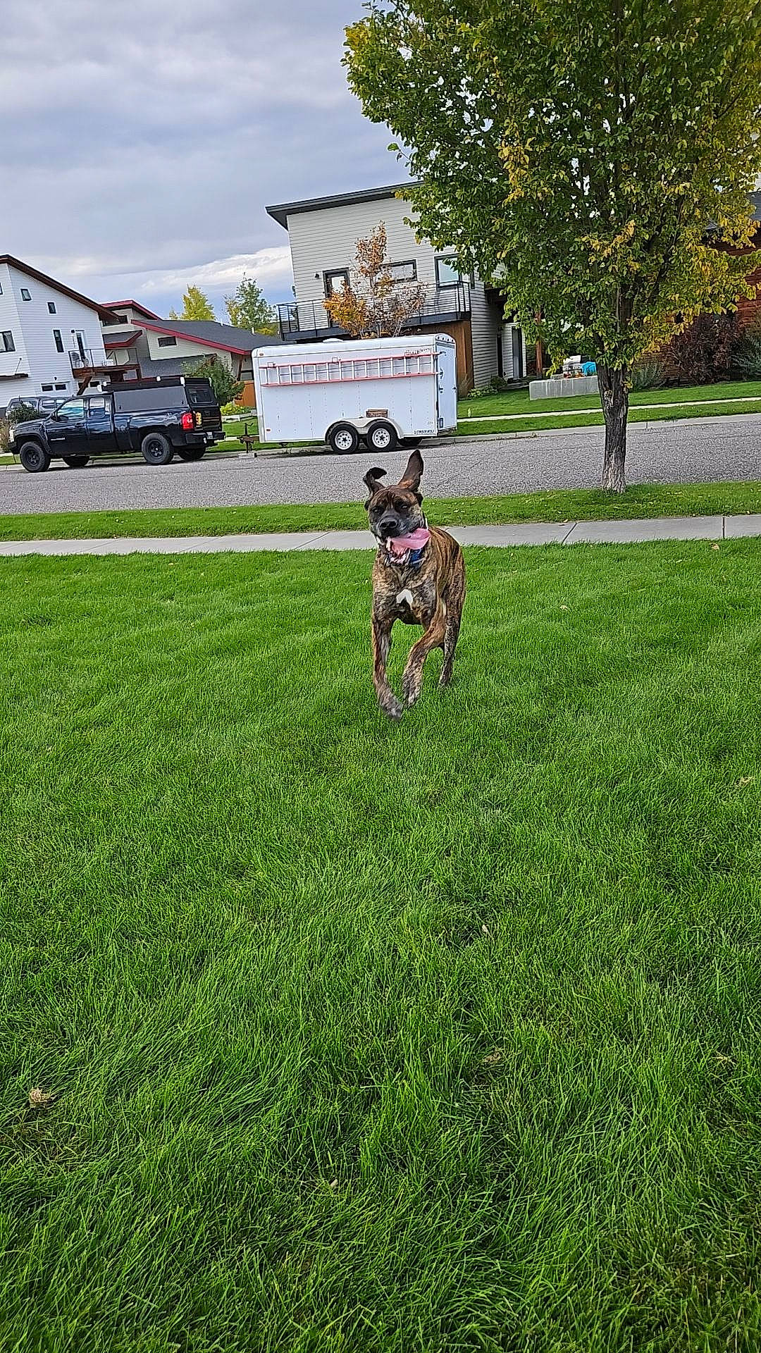 Roman is registered to the contest to win money with this photo: car, carnivore, cloud, companion_dog, dog, dog_breed, fawn, grass, grass_family, grassland, groundcover, lawn, plant, sky, tail, tire, tree, truck, vehicle, wheel