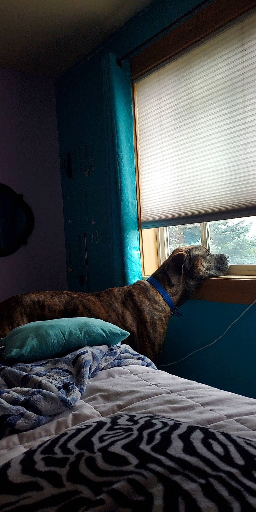 Roman joined the competition — help win amazing prizes! carnivore, comfort, companion_dog, dog, dog_breed, fawn, felidae, flooring, hardwood, house, linens, room, shade, sporting_group, tints_and_shades, window, window_blind, window_covering, window_treatment, wood