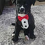 puppy, dog, black_dog, bow_tie, tuxedo, pet, indoor, carpet, cute, sitting, animal, young_dog, adorable, domestic_animal, portrait, furniture, floor, small_dog, looking_at_camera, house