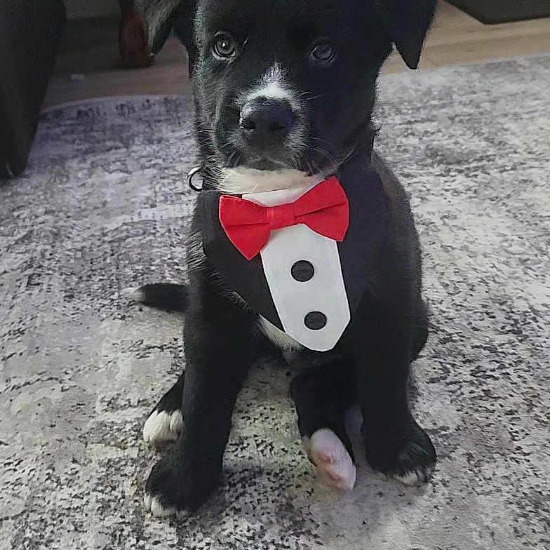 Teddy