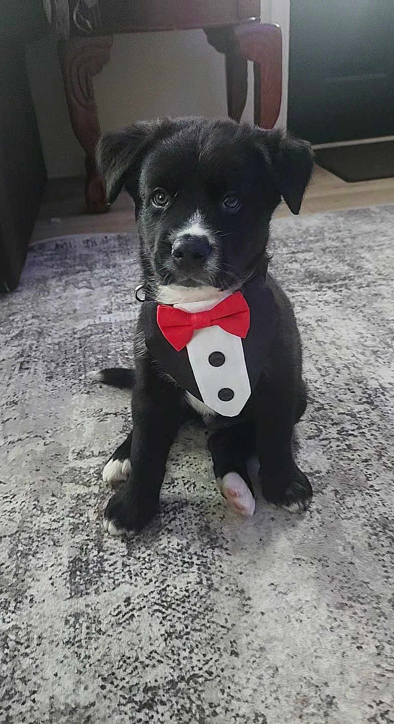 Teddy