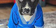 Teddy joined the competition — help win amazing prizes! puppy, dog, black_and_white, blue_shirt, indoor, carpet, furniture, cute, pet, animal, young_dog, sitting, portrait, eyes, fur, nose, ears, cozy, home, close_up