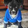 puppy, dog, black_and_white, blue_shirt, indoor, carpet, furniture, cute, pet, animal, young_dog, sitting, portrait, eyes, fur, nose, ears, cozy, home, close_up
