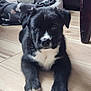 puppy, dog, black_and_white, floor, wooden_floor, dog_bed, blanket, indoor, pet, animal, cute, fur, paw, nose, ears, table_leg, home, cozy, looking_at_camera, laying_down
