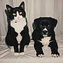 cat, dog, black_and_white, tuxedo_cat, puppy, pet, animal, companion, cute, indoor, portrait, curious, sitting, lying, fur, whiskers, paws, eyes, friendship, blanket