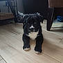 puppy, dog, black_and_white, floor, wooden_floor, indoor, pet, cute, animal, young, lying_down, furniture, cozy, home, curious, small, soft_light, domestic, mammal, companion