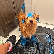 Teddy joined the competition — help win amazing prizes! dog, paint, blue_paint, bathroom, tile_floor, plastic_sheet, ear, tail, fur, pet, animal, footwear, clog, sock, brown_dog, curious, standing, indoor, person_leg, scruffy
