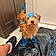 Teddy