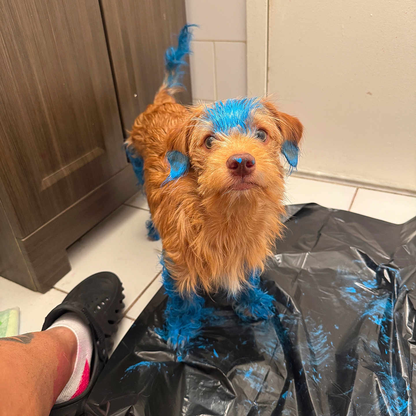 Teddy joined the competition — help win amazing prizes! dog, paint, blue_paint, bathroom, tile_floor, plastic_sheet, ear, tail, fur, pet, animal, footwear, clog, sock, brown_dog, curious, standing, indoor, person_leg, scruffy