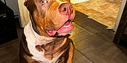 World joined the competition — help win amazing prizes! animal, bathroom, brown, curious, dog, door, ears_cropped, floor, house, indoor, looking_up, mouth_open, person_legs, pet, pitbull, sitting, tile_floor, toilet, wall, white_chest