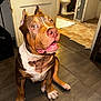animal, bathroom, brown, curious, dog, door, ears_cropped, floor, house, indoor, looking_up, mouth_open, person_legs, pet, pitbull, sitting, tile_floor, toilet, wall, white_chest