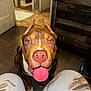 World is registered to the contest to win money with this photo: animal, bathroom, brown_dog, canine, close_up, dog, door, ears_cropped, floor, flooring, happy, home, indoor, looking_up, pants, person_legs, pet, toilet, tongue_out, wooden_furniture