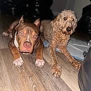 World joined the competition — help win amazing prizes! animal, animal_portrait, brown_dog, companions, curly_fur, curly_hair_dog, cute, dog, domestic_animal, flash_photography, flooring, household, indoor, laying_down, light_brown_dog, pet_care, pets, pitbull, two_animals, wooden_floor