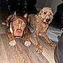 animal, animal_portrait, brown_dog, companions, curly_fur, curly_hair_dog, cute, dog, domestic_animal, flash_photography, flooring, household, indoor, laying_down, light_brown_dog, pet_care, pets, pitbull, two_animals, wooden_floor