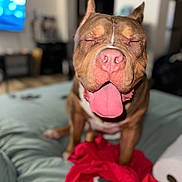World is registered to the contest to win money with this photo: dog, tongue_out, bed, blanket, indoor, pet, brown_dog, happy, close_up, animal, canine, fur, ears, snout, pink_tongue, relaxed, domestic, cute, sleepy, companion