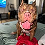 dog, tongue_out, bed, blanket, indoor, pet, brown_dog, happy, close_up, animal, canine, fur, ears, snout, pink_tongue, relaxed, domestic, cute, sleepy, companion