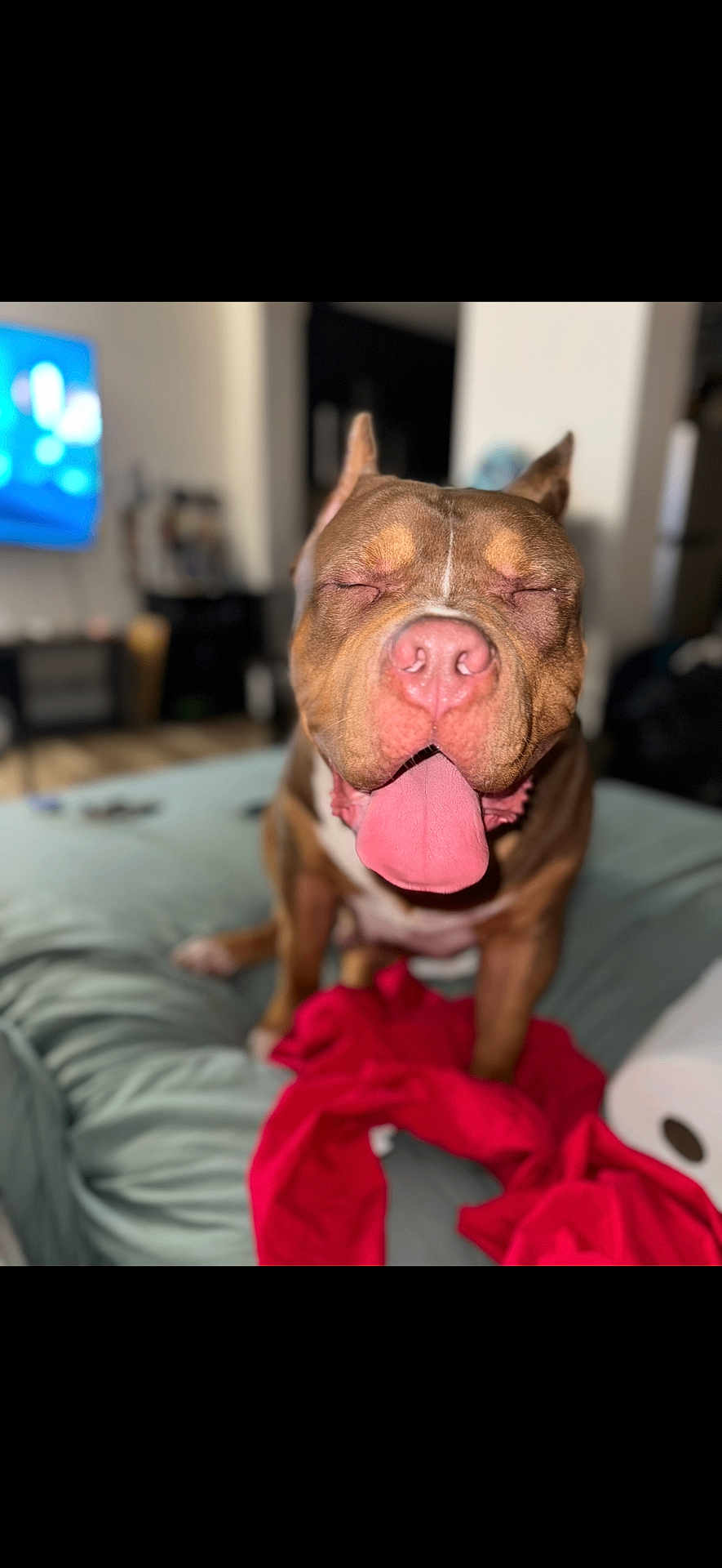 World is registered to the contest to win money with this photo: dog, tongue_out, bed, blanket, indoor, pet, brown_dog, happy, close_up, animal, canine, fur, ears, snout, pink_tongue, relaxed, domestic, cute, sleepy, companion