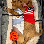 Luna And Teddy joined the competition — help win amazing prizes! adorable, animal, bed, blue_outfit, canine, cozy, cute, dog, domestic_animal, fur, indoor, pet, puppies, red_shirt, relaxing, resting, sleeping, snuggling, soft_bed, toy