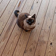 Kitkat is registered to the contest to win money with this photo: cat, siamese, blue_eyes, pet, animal, wooden_deck, fur, sitting, looking_up, outdoor, brown, black, tail, whiskers, cute, domestic_cat, nature, calm, feline, floor