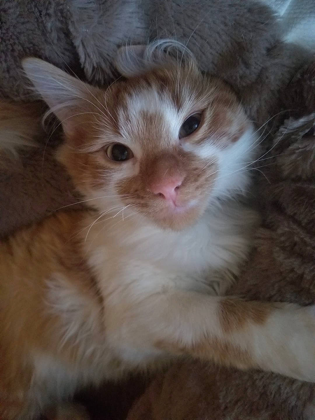 Gripsou a rejoint le concours — aidez-le/la à gagner de superbes lots ! carnivore, cat, claw, domestic_short_haired_cat, ear, eye, fawn, felidae, fur, head, iris, paw, plant, small_to_medium_sized_cats, snout, tail, terrestrial_animal, whiskers, wood