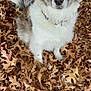 Darci is registered to the contest to win money with this photo: dog, autumn, leaves, outdoor, fluffy, brown, white, collar, pet, animal, fall, nature, cute, sitting, ears, fur, portrait, looking_up, ground, daylight