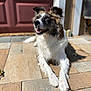 dog, pet, outdoor, sunlight, happy, smiling, canine, fur, animal, pavement, resting, brown, white, ears, mouth, tongue, daylight, home, garden, relaxed