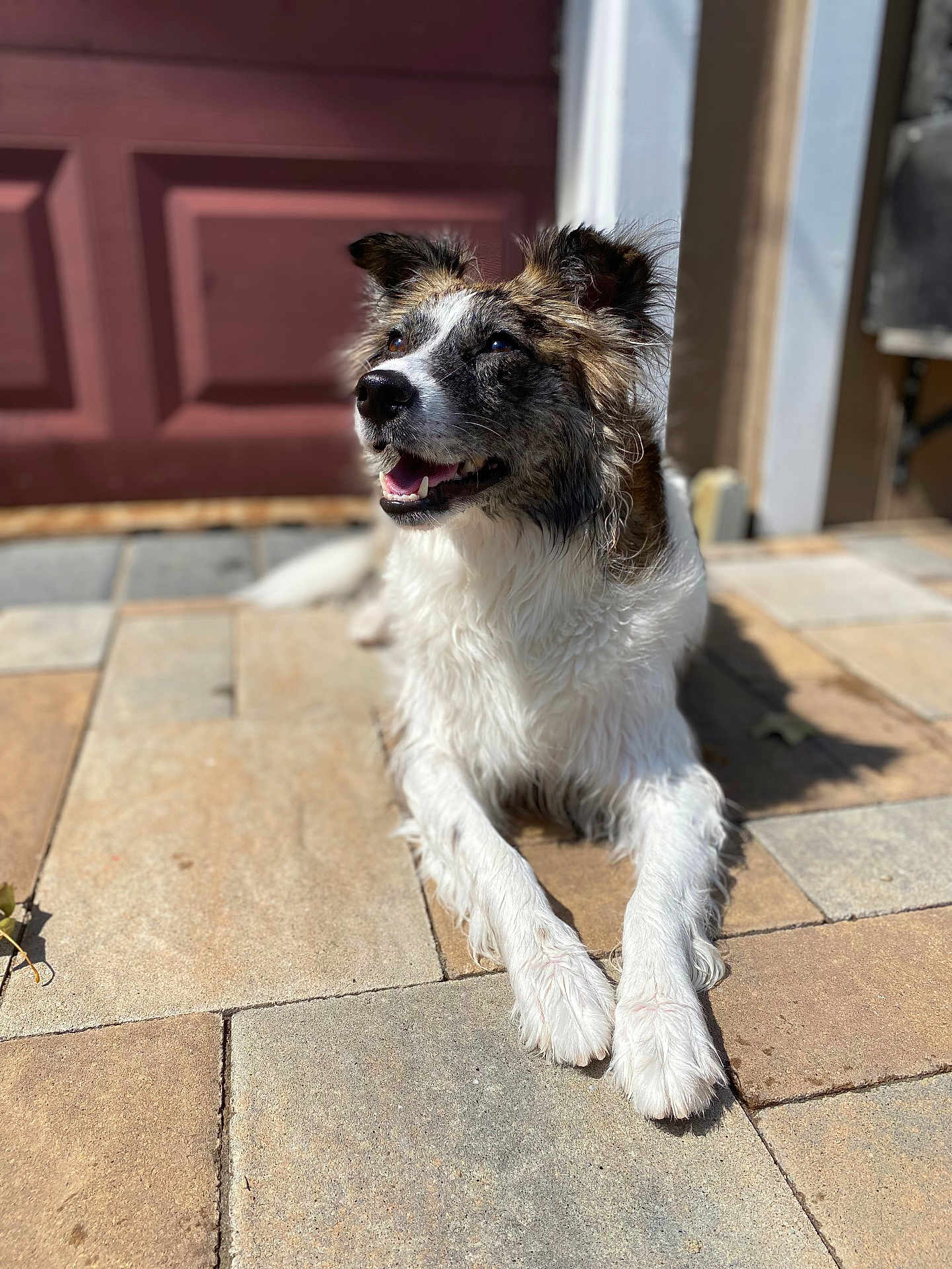 Darci joined the competition — help win amazing prizes! dog, pet, outdoor, sunlight, happy, smiling, canine, fur, animal, pavement, resting, brown, white, ears, mouth, tongue, daylight, home, garden, relaxed