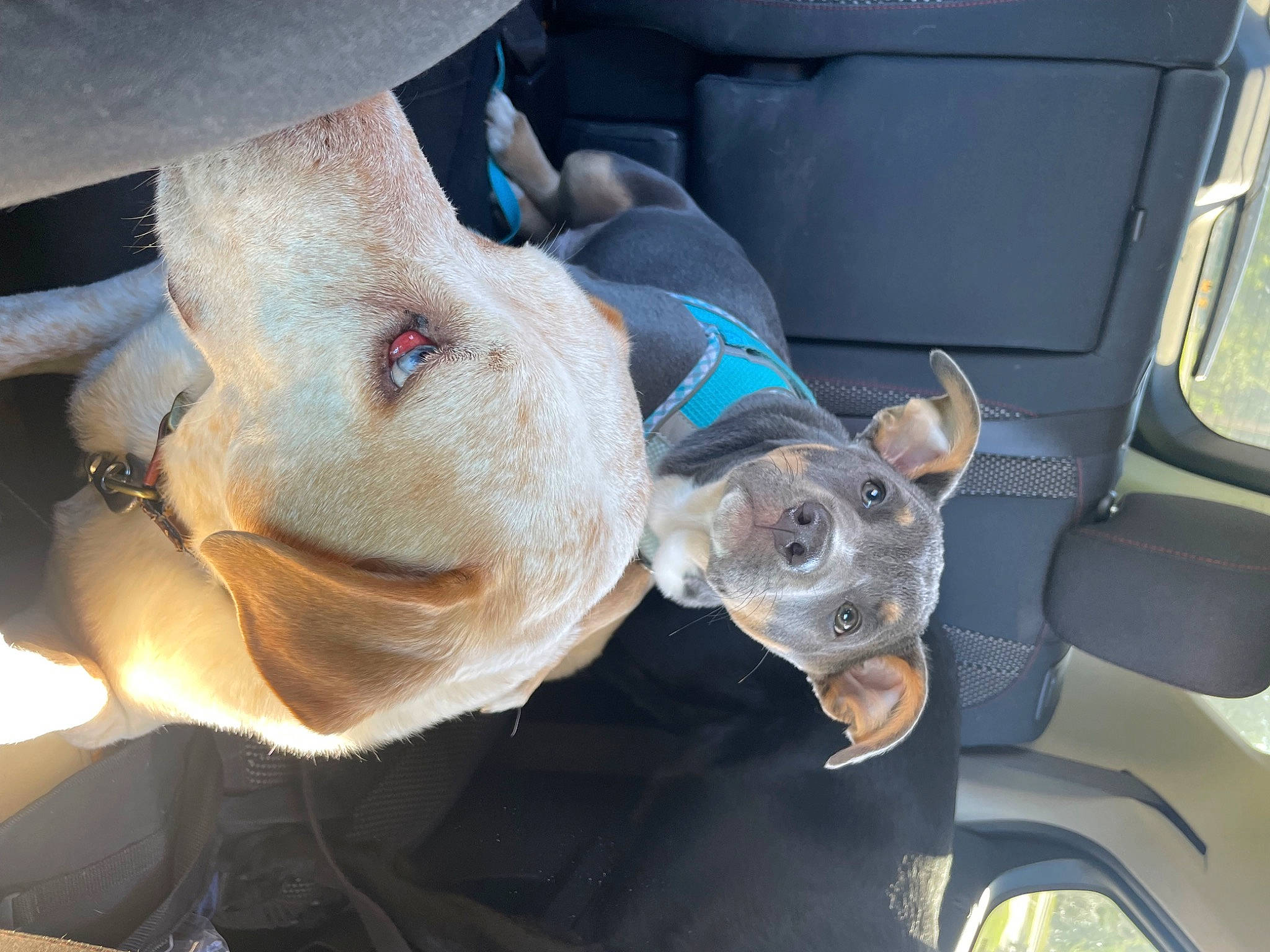 Mater joined the competition — help win amazing prizes! auto_part, canidae, car, car_seat, car_seat_cover, carnivore, companion_dog, dog, dog_breed, family_car, fawn, hat, motor_vehicle, snout, sporting_group, toy, vehicle, vehicle_door, working_animal, wrinkle