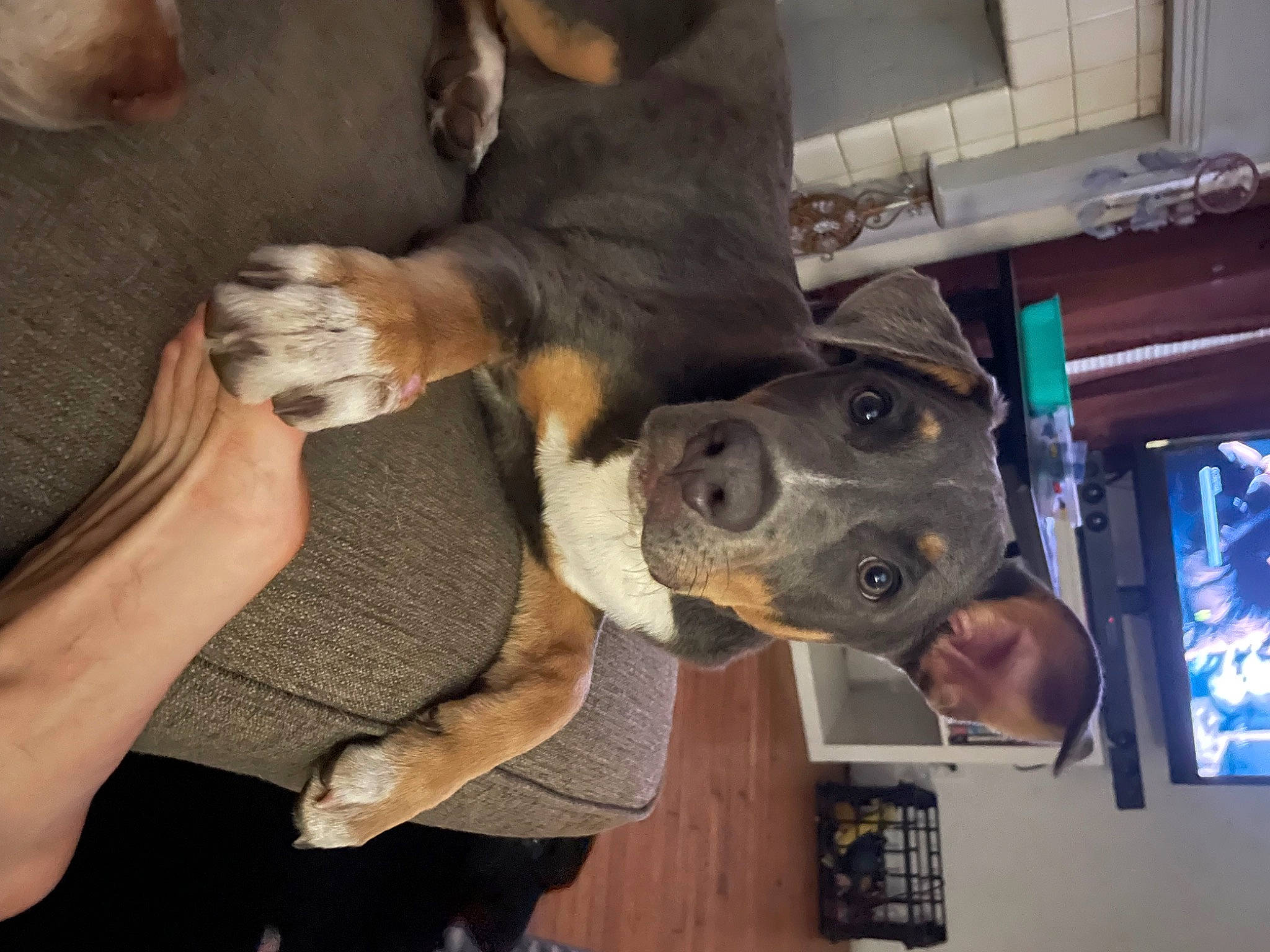 Mater is registered to the contest to win money with this photo: canidae, carnivore, collar, companion_dog, dog, dog_breed, ear, fawn, fur, gesture, giant_dog_breed, guard_dog, jaw, non_sporting_group, snout, sporting_group, working_animal, working_dog