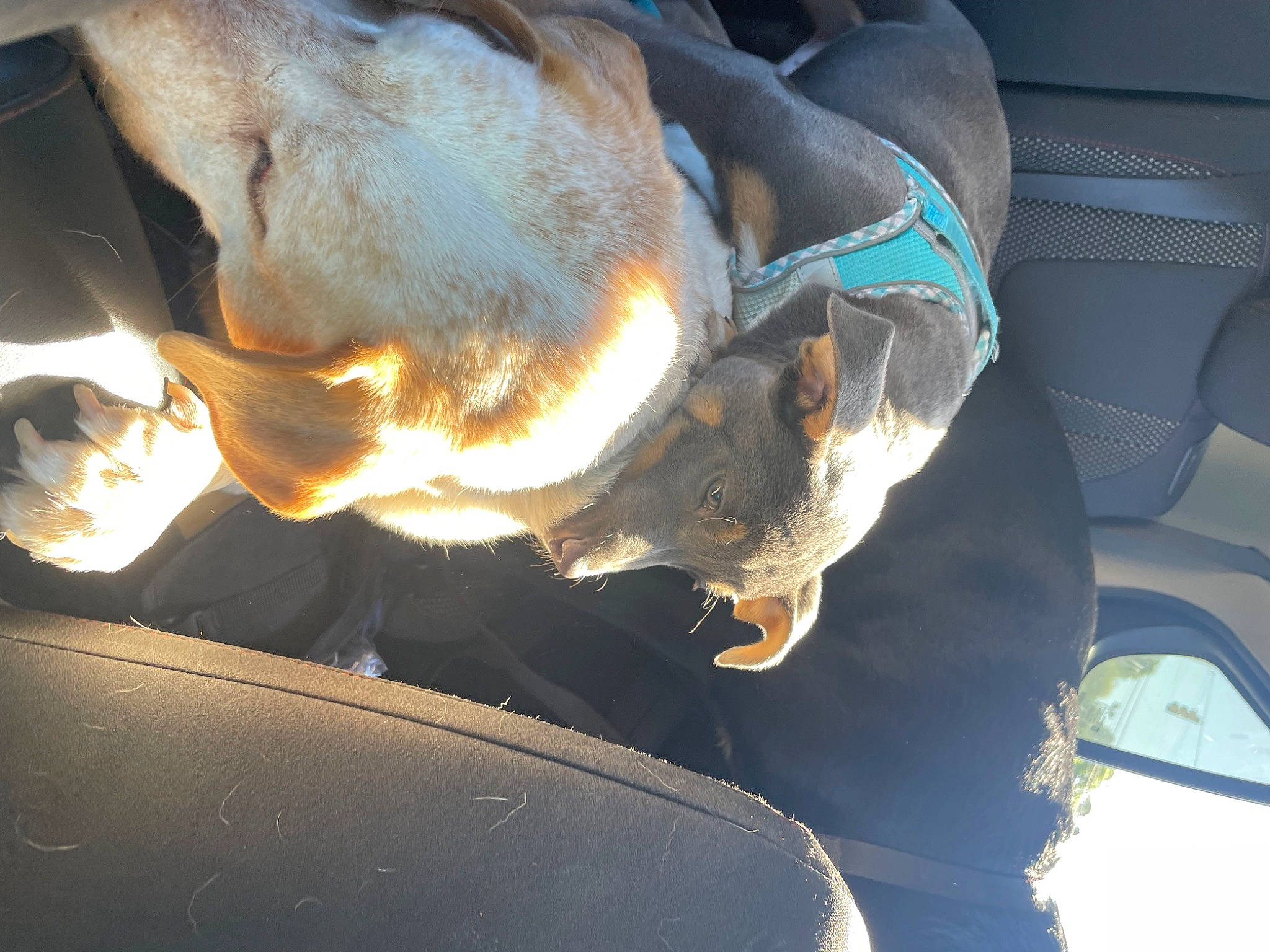 Mater joined the competition — help win amazing prizes! auto_part, automotive_exterior, automotive_lighting, car, carnivore, dog, dog_breed, electric_blue, fawn, fender, fixture, gas, hood, motor_vehicle, snout, sporting_group, vehicle, vehicle_door, windshield, working_animal