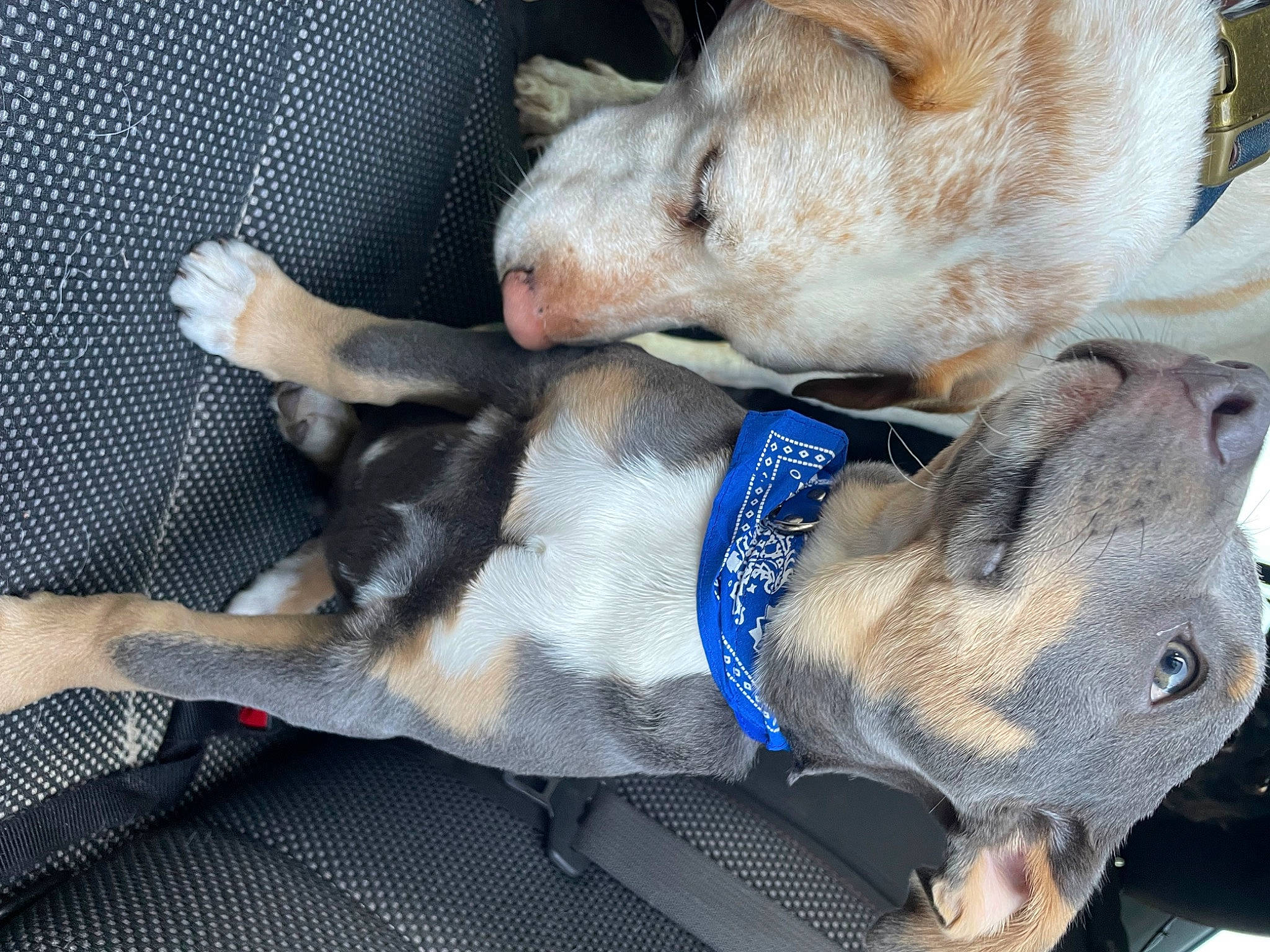 Mater is registered to the contest to win money with this photo: canidae, carnivore, collar, comfort, companion_dog, dog, dog_breed, fawn, felidae, fur, nap, paw, puppy, puppy_love, sleep, snout, sporting_group, tail, terrestrial_animal, whiskers