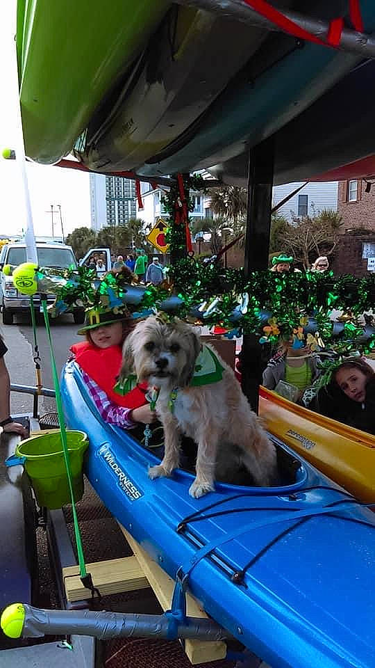 Lucy is registered to the contest to win money with this photo: automotive_exterior, canidae, car, carnivore, chair, companion_dog, dog, dog_breed, event, fun, fur, leisure, motor_vehicle, plant, recreation, sporting_group, tire, toy_dog, vehicle, wheel