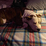 King is registered to the contest to win money with this photo: dog, bed, blanket, plaid, resting, indoor, pet, canine, fur, paw, head, ear, snout, comfort, sleepy, domestic, animal, relaxed, cushion, fabric