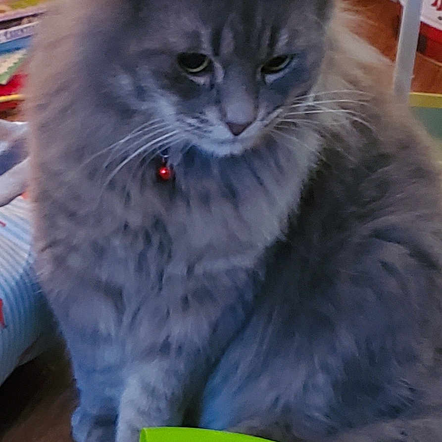 Oliver joined the competition — help win amazing prizes! british_longhair, carnivore, cat, electric_blue, felidae, fur, green, grey, maine_coon, mammal, ragdoll, small_to_medium_sized_cats, snout, tail, terrestrial_animal, whiskers