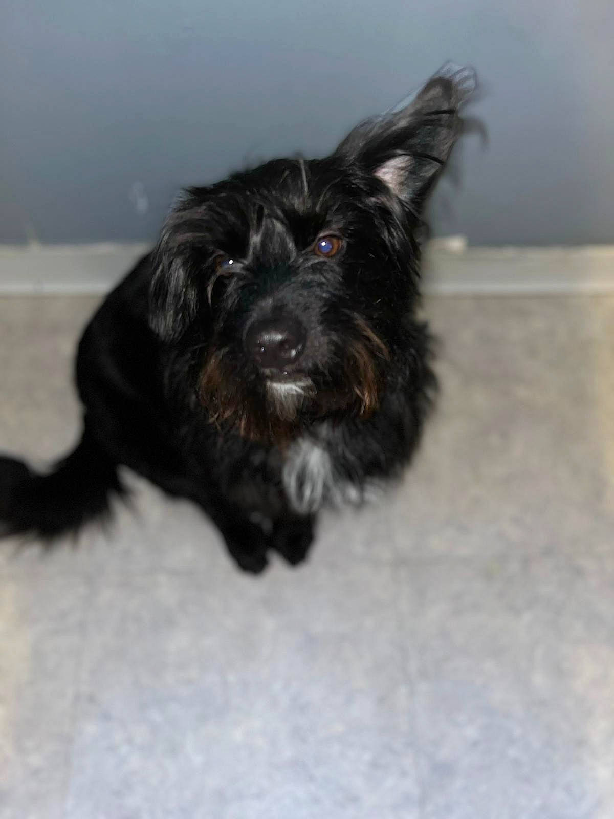 Balou participe au concours pour gagner de l'argent avec cette photo : canidae, carnivore, companion_dog, dog, dog_breed, dog_supply, ear, fur, liver, small_terrier, sporting_group, terrier, toy_dog, working_animal